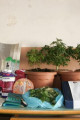 Link a Oria: 89 piante di marijuana in casa, arrestato 42/enne