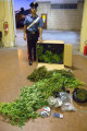 Link a Oria: quasi 4 chili di droga e 36 piante di marijuana, arrestati due oritani