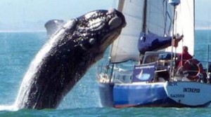 Balena sulla barca in Sudafrica