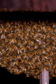 Link a Oria: sciame di api invade il centro storico