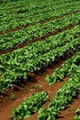 Link a Siccità 2012: previsti indennizzi agli agricoltori pugliesi