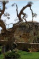 Link a Torre Santa Susanna: concorso di poesia “Santa Maria di Crepacore”