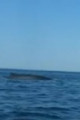 Link a [Video] Brindisi: incontro con le balene a poca distanza dalla costa